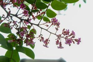 Blooming flowers and star fruit leaves photo