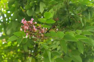 Blooming flowers and star fruit leaves photo