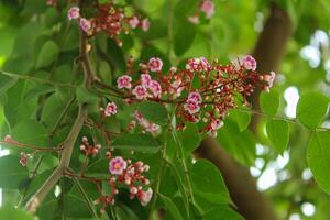 Blooming flowers and star fruit leaves photo