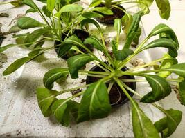 Gardening using hydroponic techniques, green vegetable plants photo