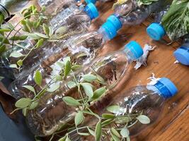 Gardening by using plastic bottles as a planting medium photo