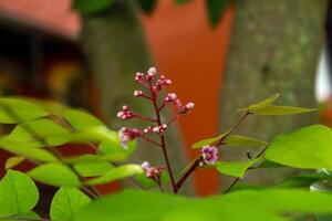 Blooming flowers and star fruit leaves photo