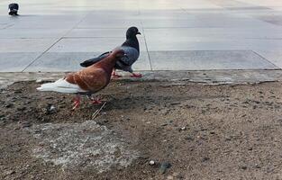 Wild pigeons are walking around photo