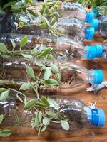 Gardening by using plastic bottles as a planting medium photo