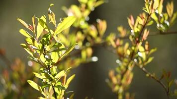 Branches of bushes and trees covered with green foliage. video