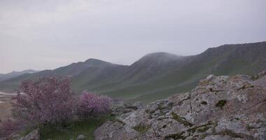 Morning mist on rocky mountains covered with grass and bushes on a cloudy morning at dawn video