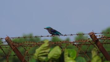 Shot of a Bengal roller bird perched on a barbed wire fence video