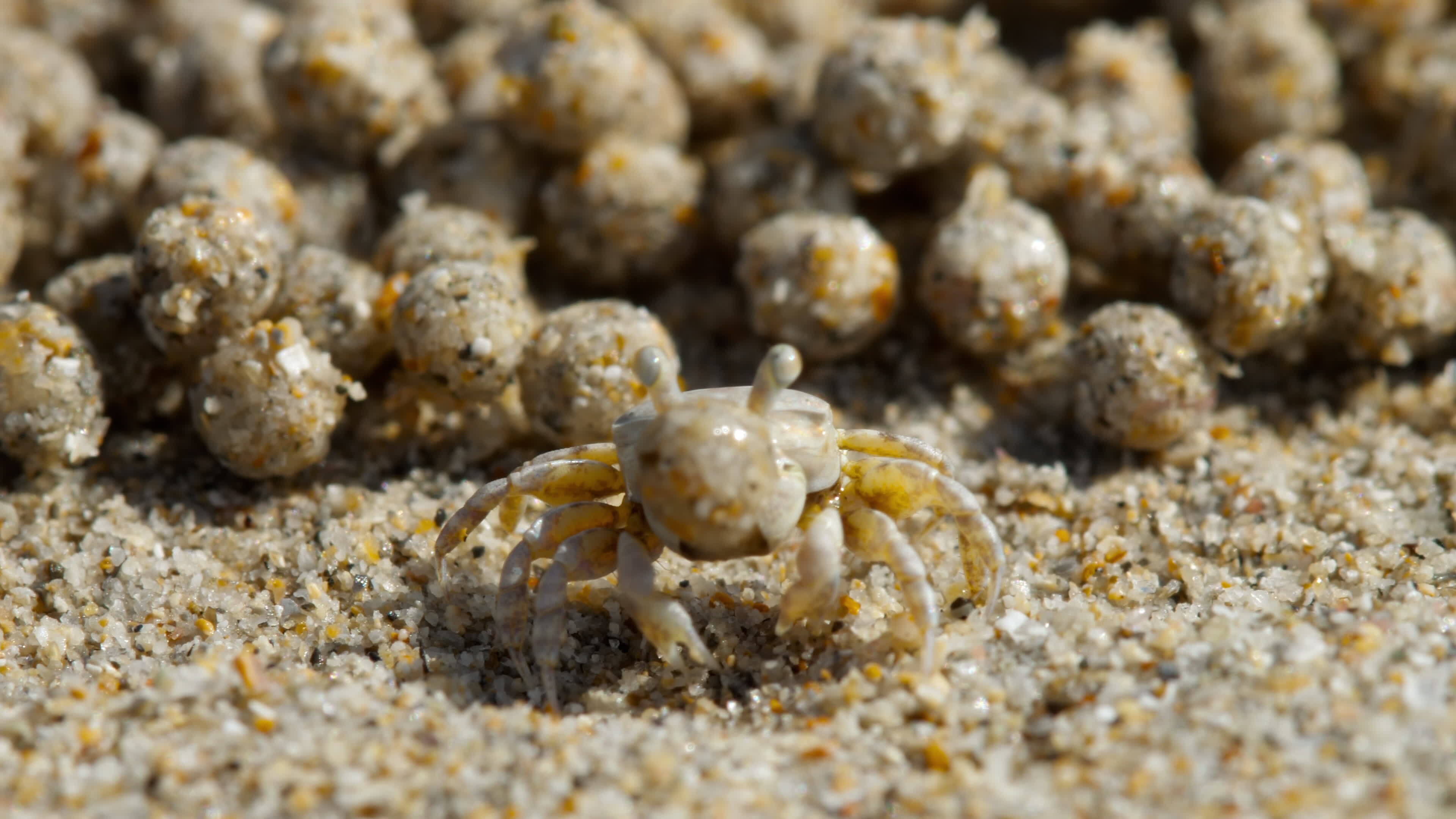 The Shocking Truth About Eating Sand Crabs Revealed! - vn4ycx8