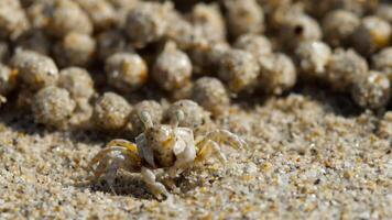 en grupp av sand bubblare krabbor rusa tvärs över de strand, formning mönster i de sand som de Sök för mat video