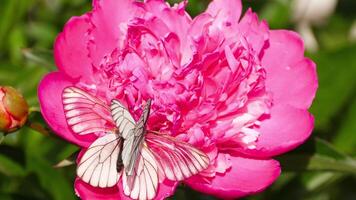 blanco repollo mariposas en un rosado peonía en un soleado verano día en el jardín video