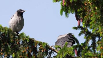 imágenes de crecido cuervo polluelos gritar en un árbol rama. aves apertura su picos y preguntando para comida video