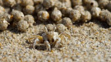 sabbia gorgogliatore Granchi affondare attraverso il spiaggia, formatura modelli nel il sabbia come essi ricerca per cibo video