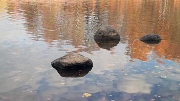 Herbst gefallen Gelb Blätter schweben entlang das Fluss im das Blau Fluss, Wolken und hell Gelb Orange Bäume sind reflektiert, im das Vordergrund Dort sind groß Felsbrocken im das Wasser video