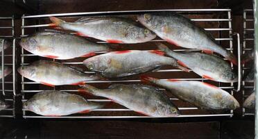 perch fish with red fins, laid out on a stainless grill grate photo