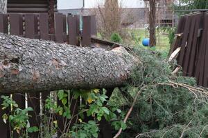 huracán rompió un enorme árbol cerca el casa y rompió el cerca foto