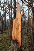 viento rompió un grande pino árbol en un denso bosque foto