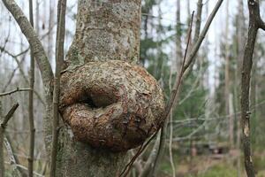 large round burl, a bizarre growth on a tree trunk in the forest photo