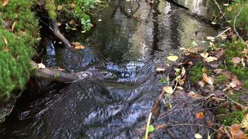 scuro, freddo, chiaro foresta flusso, presto autunno, caduto giallo le foglie galleggiante, ciclo continuo video