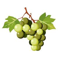 Juicy and healthy bunch of light green grapes with green leaves isolated on white background. Vector berries illustration in flat style. Summer clipart for design of card, banner, flyer, sale, poster