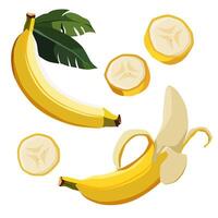 Set of ripe and healthy yellow banana and slices isolated on white background. Vector sliced fruit illustration in flat style. Summer clipart for design of card, banner, flyer, sale, poster, icons