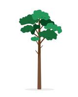 pino árbol aislado en blanco antecedentes. hojas perennes árbol para naturaleza diseño. vector plano o dibujos animados ilustración.