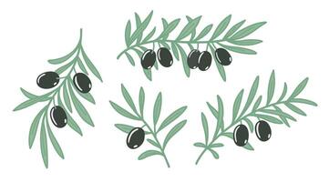 Olive branches with leaves and black olives set. Flat color vector illustration isolated on white background.