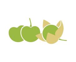 Green tomatillo fruits. Flat vector illustration isolated on white background.