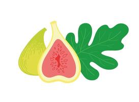 Whole green fig with half and leaf. Vector illustration isolated on white.