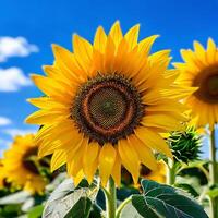 ai generado girasol en lleno floración soportes en medio de un campo de girasoles foto