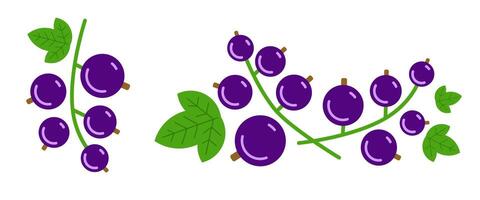 Black currant berries with leaves on white. Vector isolated.