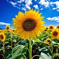 ai generado girasol en lleno floración soportes en medio de un campo de girasoles foto