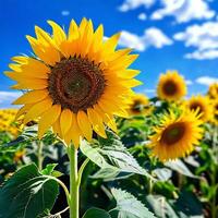 AI generated Sunflower in full bloom stands amidst a field of sunflowers photo