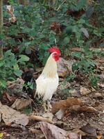 A cock, red head white body and black tail, standing in the jungle. photo