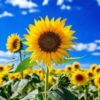 ai generado girasol en lleno floración soportes en medio de un campo de girasoles foto