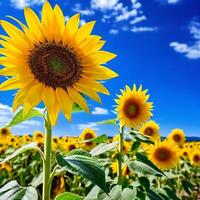 ai generado girasol en lleno floración soportes en medio de un campo de girasoles foto