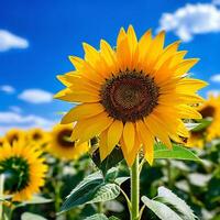 ai generado girasol en lleno floración soportes en medio de un campo de girasoles foto