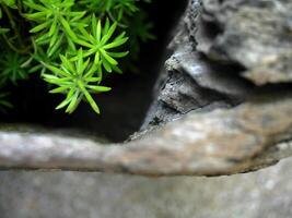 Close up Little young green leaves growing near the nature stone, image for background or wallpaper, selective focus, the survival photo