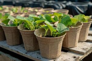 AI generated Biodegradable planting pots promote gardening sustainability and eco-friendly horticulture growth photo
