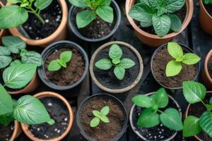 ai generado parte superior ver de macetas mezcla con plantas y plántulas usado en sostenible jardinería practicas foto