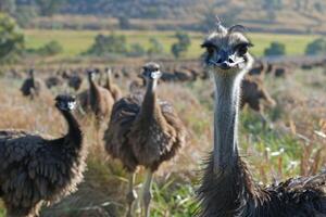 AI generated Emus flock together with curious looks among wildlife and nature outdoors photo