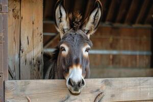 AI generated Donkey head peeking over a wooden farm fence with furry ears and brown eyes photo