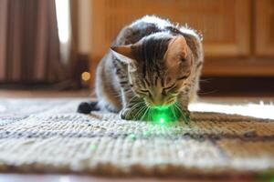 ai generado curioso gato jugando con un láser juguete en el alfombra mostrando juguetón energía y concentración foto