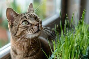 AI generated Cat next to green grass showing pet curiosity with focused eyes and prominent whiskers photo