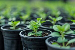 AI generated Green seedlings growing in black plastic pots focus on gardening and horticulture nursery photo