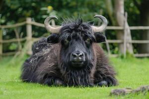 AI generated Yak on farm with grass, livestock, furry, horns, and a mammal resting in pasture photo