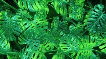 Green abstract plants background video