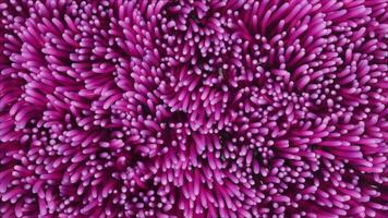 background of pink algae anemones swaying underwater video