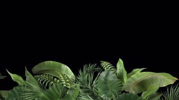 tropical plants moving in the wind in a loop animation with alpha channel video