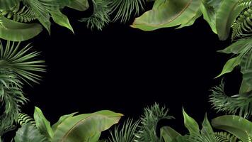 frame from tropical plants moving in the wind in a loop animation with alpha channel video