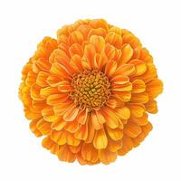 AI generated Fresh marigold flower isolated on white background. Close-up Shot. photo